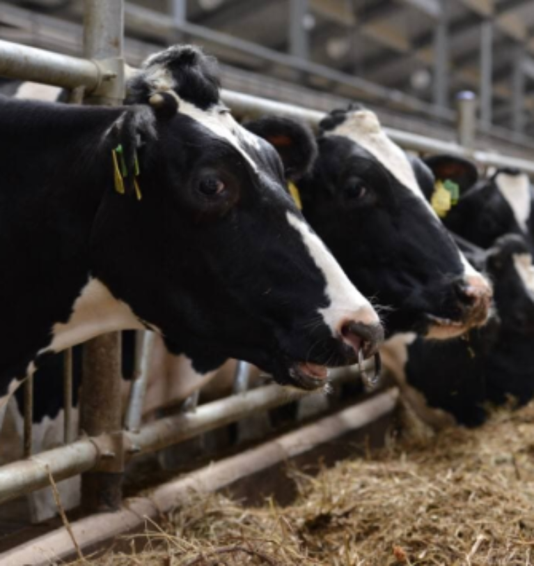 Application for participation in the second round of the state program “Development of a family cattle farm” was submitted